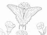 Butterfly Coloring Ulysses Swallowtail Tailed Two Pages Designlooter sketch template