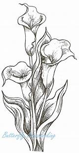 Calla Lily Drawing Coloring Flower Bouquet Pages Lilies Drawings Outline Flowers Bing Sketch Sketches Colouring Paintingvalley Tattoo Crafty Draw Pad sketch template