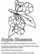 Coloring Arkansas Apple Blossom Designlooter sketch template