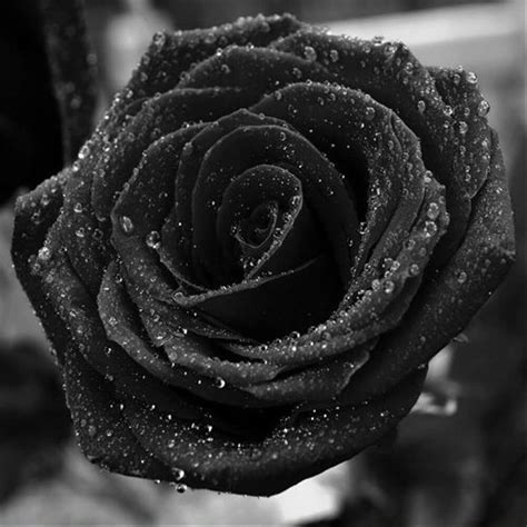black rose feature image verbena india