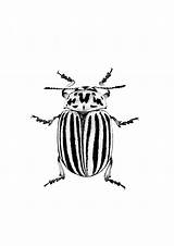 Bug Drawing June Illustration Clipartmag Beetle sketch template