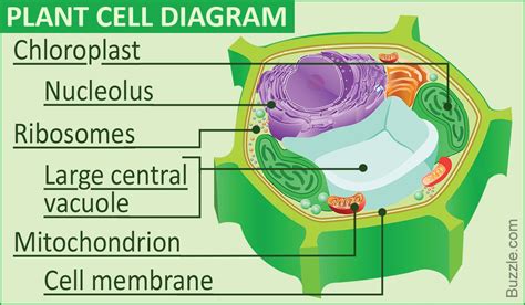 cell membrane function  animal cell