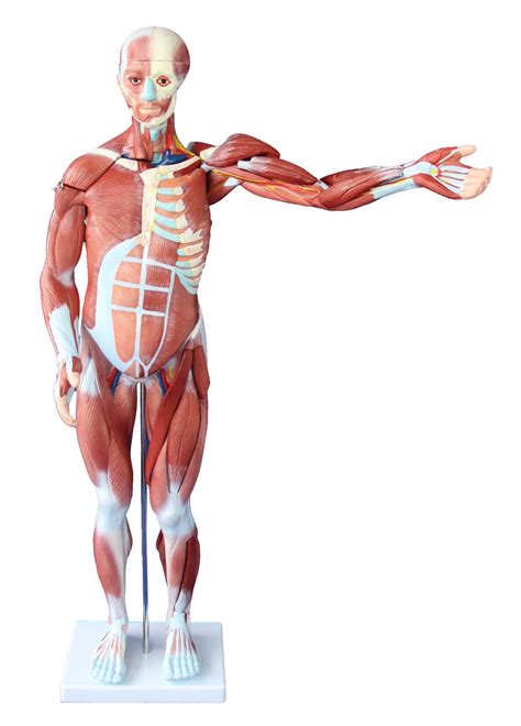 cm human muscle model male  parts