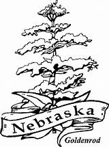 Coloring State Flower Flowers Nebraska Goldenrod Drawing Getdrawings Central sketch template