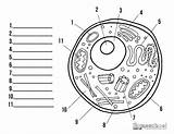 Labeled Science Functions Cycle Clipground sketch template