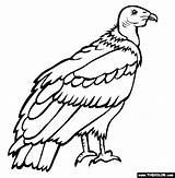 Condor Vulture Dibujar Andean Colorat Desene Colorir Planse Pasari Salbatice Urubu Andino Endangered Andes Imprimir Cu Tudodesenhos Trafic Educative Andenkondor sketch template