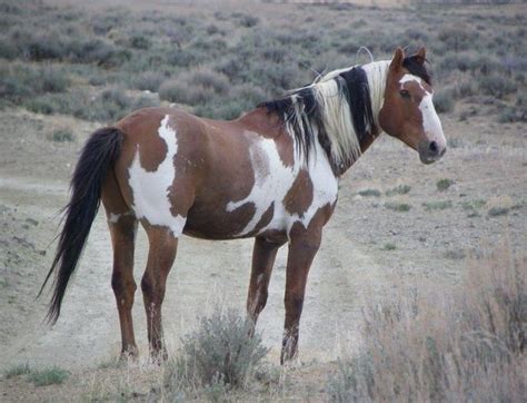 native american indian horse names wild horses pretty horses
