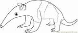 Anteater Anteaters Coloringpages101 sketch template