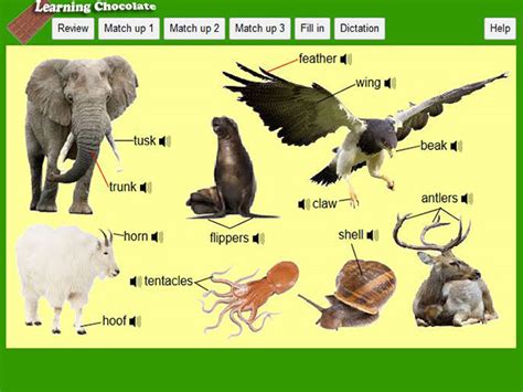 animal body parts ii english guideorg