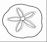 Sand Dollar Coloring Clipart Pages Shell Sea Seashells Clam Printable Drawing Clip Ocean Shells Seashell Outline Template Life Cliparts Sheets sketch template