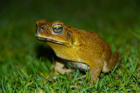 toad  reptireptilez  deviantart