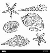 Conchiglie Coquillages Modello Impostare Seashells Seashell sketch template