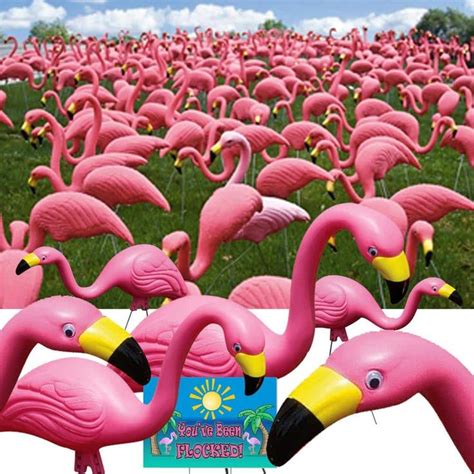 Bloem Pink Flamingo 50 Pack Bulk G2 50 The Home Depot Plastic