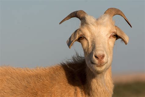 white goat face copyright  photo   vorel libreshot