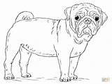 Pug Coloring Dog Pages Draw Drawing Printable Cute Puppy Step Pugs Kids Print Mops Drawings Getdrawings Visit Library Clipart Dogs sketch template
