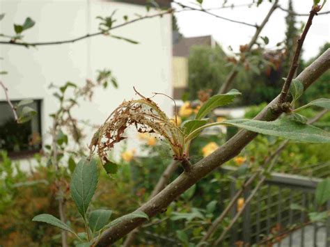 schaedlinge  zierapfel pflanzenkrankheiten schaedlinge green