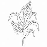 Corn Stalk Drawing Coloring Drawings Paintingvalley sketch template