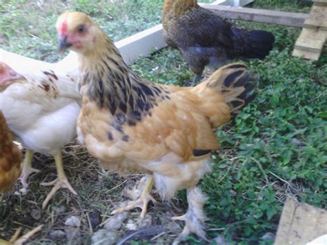 10 Week Old Buff Brahma Sex Backyard Chickens Learn
