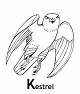 Kestrel Coloring Designlooter 69kb 435px Falcon sketch template