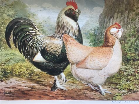 Faverolles Chicken Fowl Feature 2 Sunbird Farms