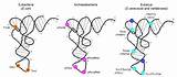 Trna Enzymes Corresponding Positions Eubacteria sketch template