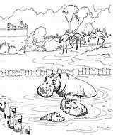 Hippo Coloring Pages Hippos Color Printable Animals Wallowing sketch template