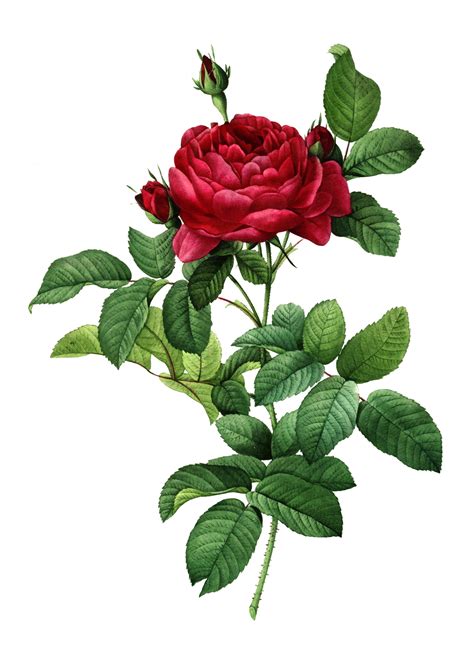 rose flower art vintage  stock photo public domain pictures