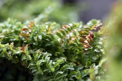 bracken  photo  freeimages