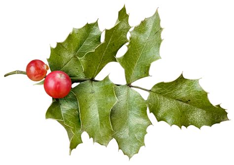 holly christmas holly png    transparent