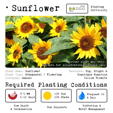 sunflower grow kit ornamental kit sow gro mnlgrowkits