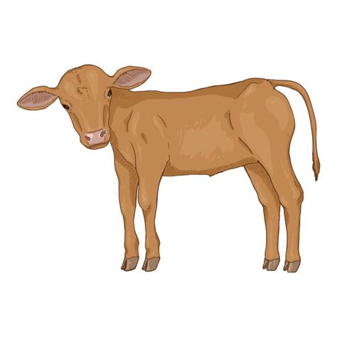 calf raises illustrations royalty  vector graphics clip art istock
