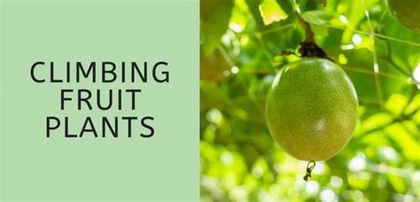 climbing fruit plants  fruits   climbers thrive cuisine