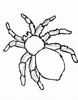 Spider Halloween Coloring Pages Redback Thanksgiving Disney Getcolorings Simple Print 1236 1600px 56kb Color Lovely sketch template