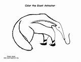 Coloring Anteater Mammals Toothless Exploringnature Anteaters Sloths Armadillo Giant Pages sketch template