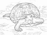 Turtle Turtles Head sketch template