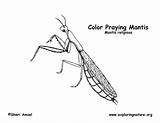 Mantis Praying Coloring Sponsors Wonderful Support Please sketch template