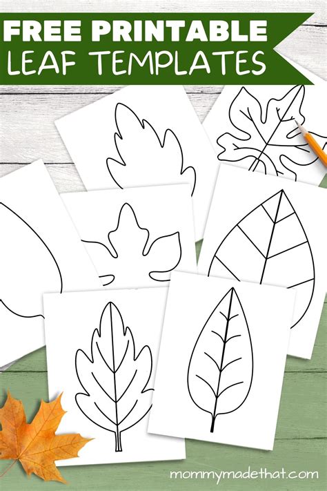 maple leaf template  infoupdateorg
