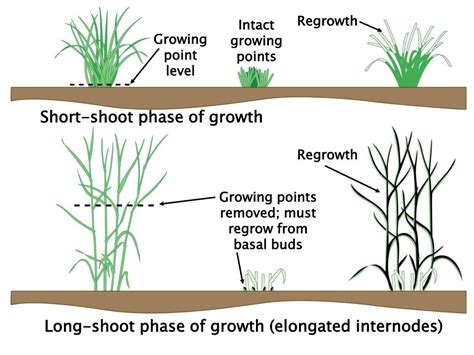 grass grows powerpoint    id