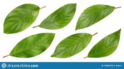 nut leaves clipping path stock photo image  white