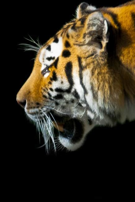 stunning tiger artwork  sale  fine art prints