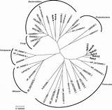 Protist Drawing Getdrawings sketch template