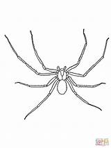 Spinne Spinnen Coloringhome Ausmalbild Kleurplaat Spiders sketch template