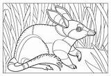 Bilby Colouring Outline sketch template