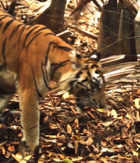 sumatran tiger conservation zsl