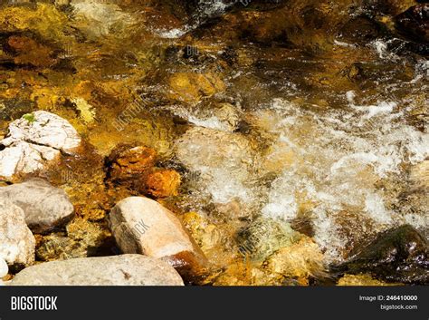 forest river stream image photo  trial bigstock