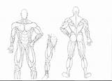 Coloring Pages Anatomy Muscle Physiology Anatomical Getcolorings Book Getdrawings Colorings Printable sketch template