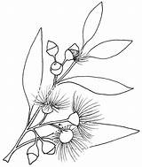 Gumnut Blossoms Australian Native Flowers Drawings Template Tree Printable Wildflowers Drawing Flower Outline Pages Leaf Botanical Beccysplace Coloring Very Aussie sketch template