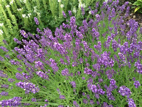 lavandula  perennial nekobaru