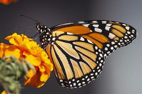 ohio agencies work together to save monarch butterfly