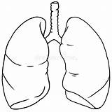 Lungs Lung 解剖 sketch template